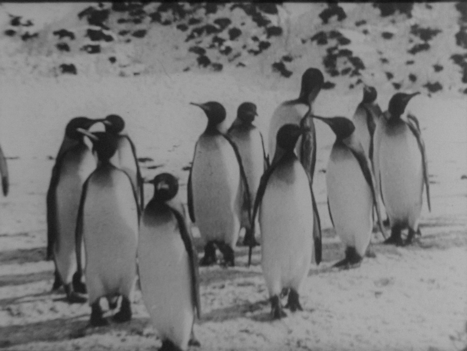 サイレントシネマ・デイズ2023　死の南極　ロアロア　ペンギン　ペンギン・ポスト　国立フィルムアーカイブ