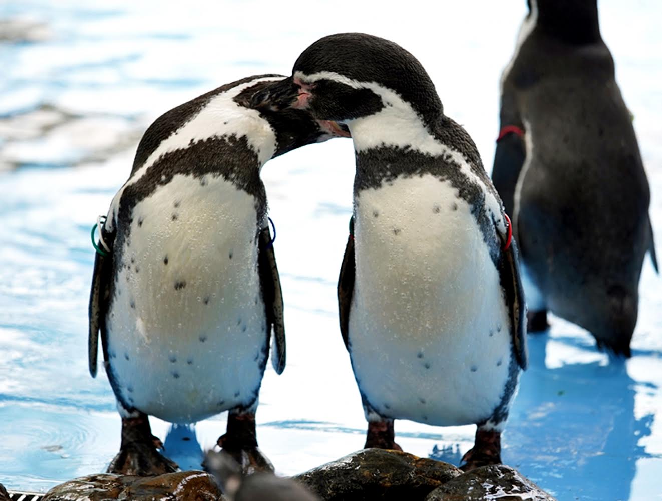 埼玉県こども動物自然公園　フンボルトペンギン　ペンギン