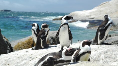 ケープペンギン　ペンギン　ペンギン・ポスト