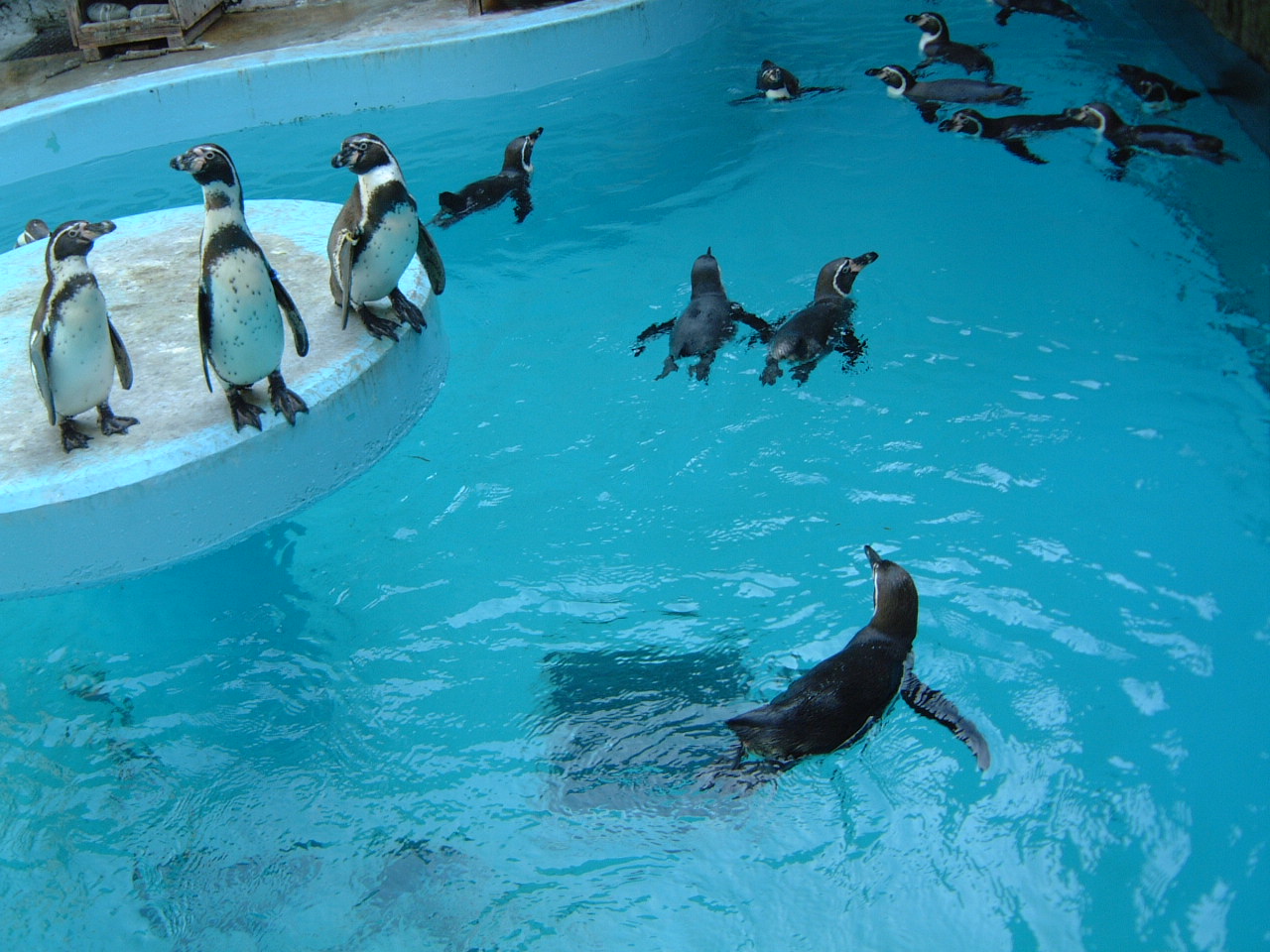 鹿児島市平川動物公園　ペンギン　ペンギン・ポスト