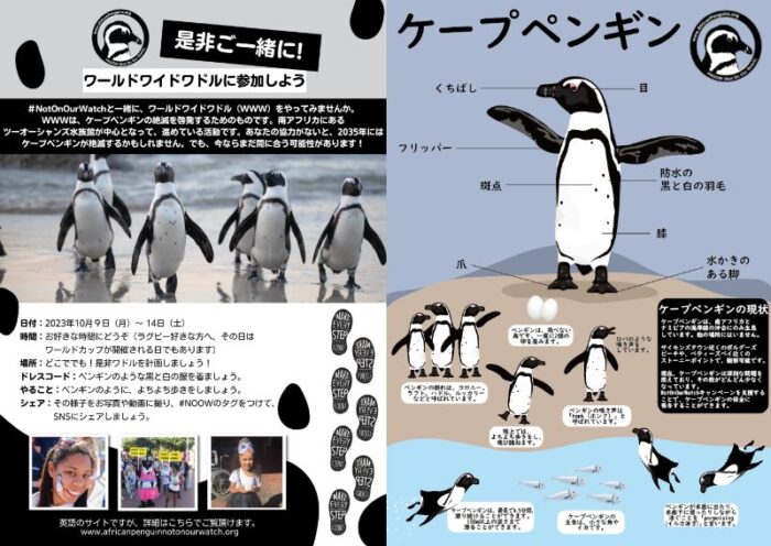ケープペンギン　世界中でケープペンギンを思う1週間　ペンギン・ポスト　ペンギン